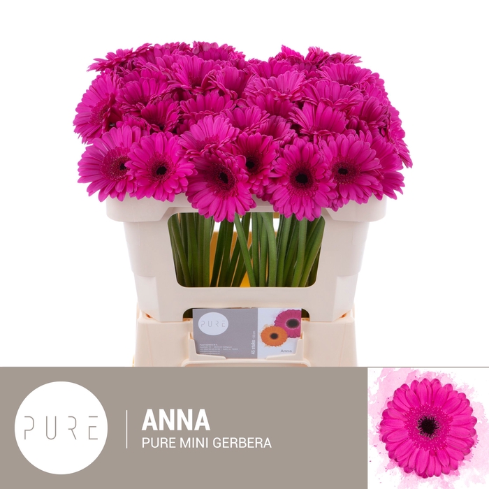 <h4>Germini Anna Water</h4>