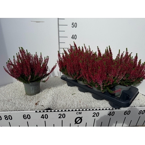 CALLU BL SCARL EARLY