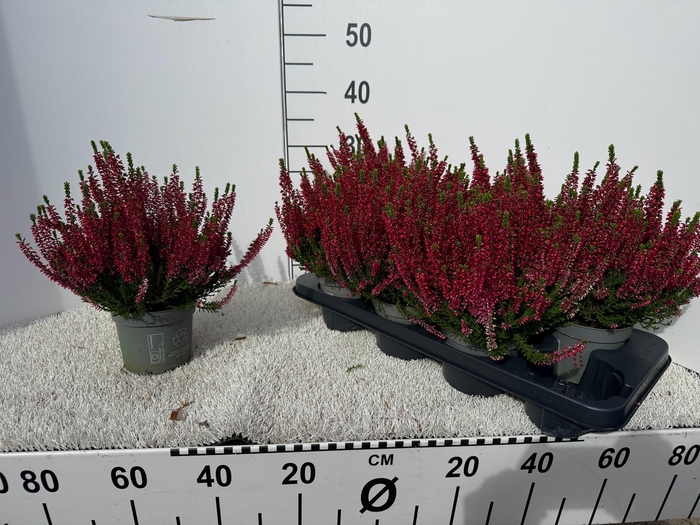 <h4>CALLU BL SCARL EARLY</h4>