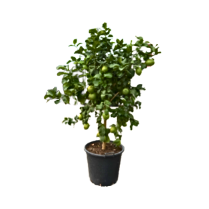 <h4>Citrus hystrix</h4>