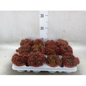 Sempervivum   ...