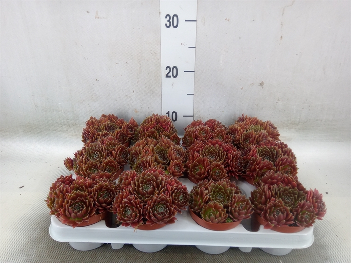 <h4>Sempervivum   ...</h4>