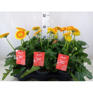 Gerbera  'Garvinea Sweet Blaze'