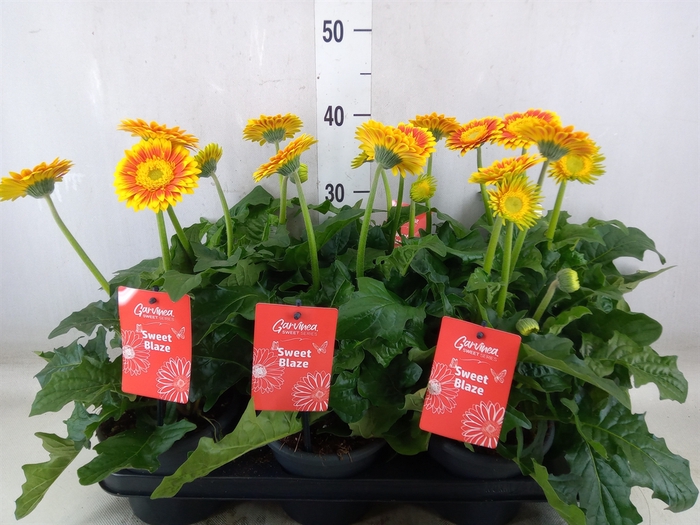 <h4>Gerbera  'Garvinea Sweet Blaze'</h4>