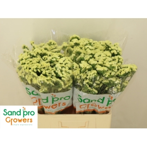 LIM S STARLIGHT WING