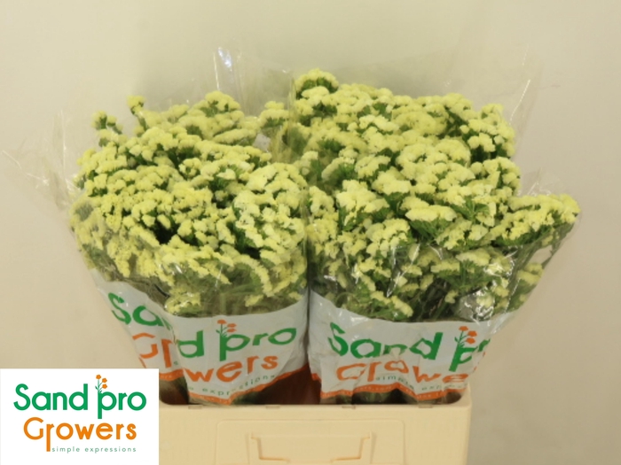 <h4>LIM S STARLIGHT WING</h4>