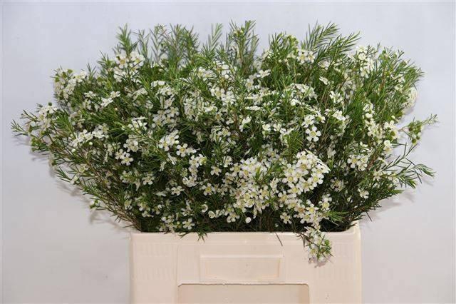 <h4>CHAME UN OFIR</h4>