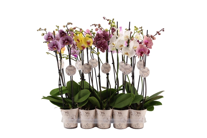 <h4>Collection of the House Cover Phal Collection Mix 2T16+</h4>