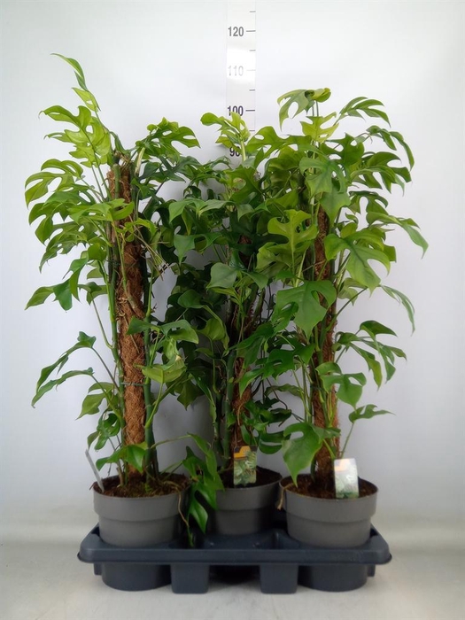 <h4>Philodendron   ...</h4>