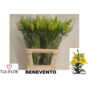 LI LA BENEVENTO