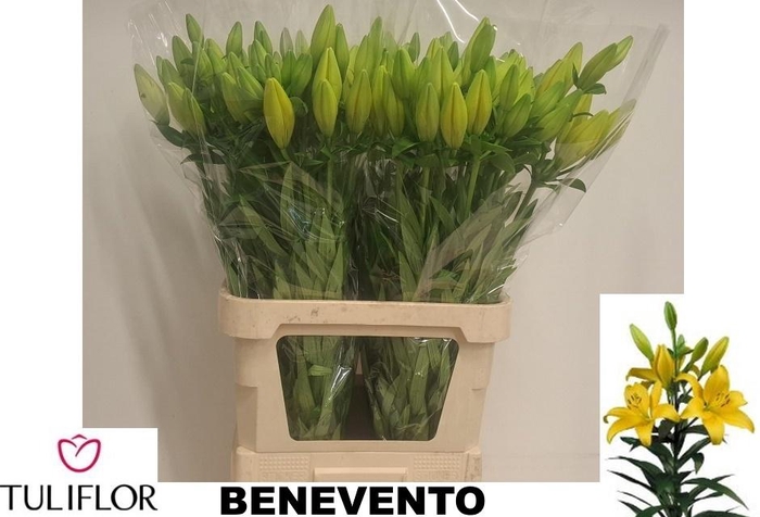 <h4>LI LA BENEVENTO</h4>