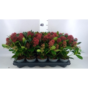 Skimmia jap. 'Rubella'