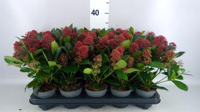 <h4>Skimmia jap. 'Rubella'</h4>