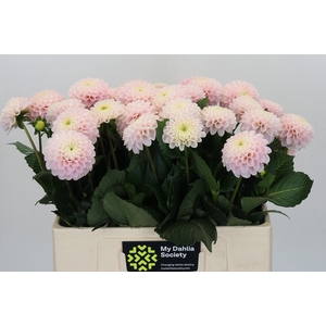 Dahlia Light Wizard