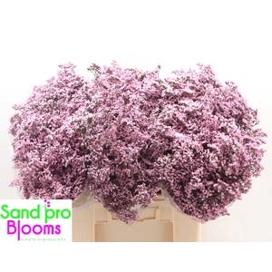 Limonium Safora Oshi Pink