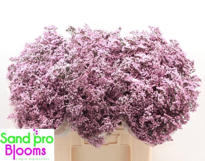 <h4>Limonium Safora Oshi Pink</h4>