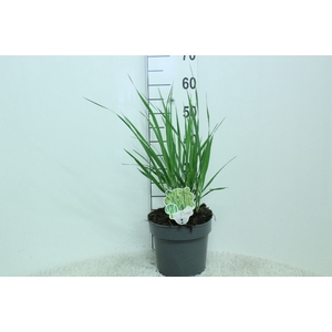 Panicum virgatum