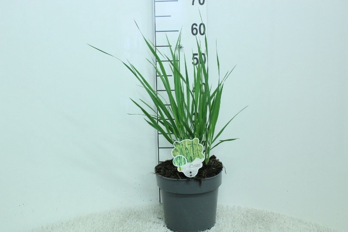 <h4>Panicum virgatum</h4>