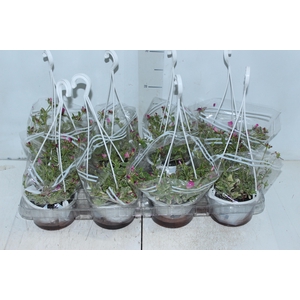 PORTULACA OLERACEA VARIEGATA C13 ROSA