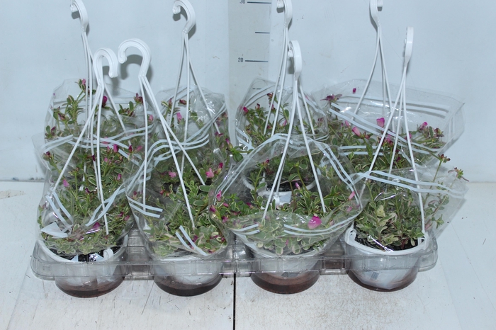 <h4>PORTULACA OLERACEA VARIEGATA C13 ROSA</h4>