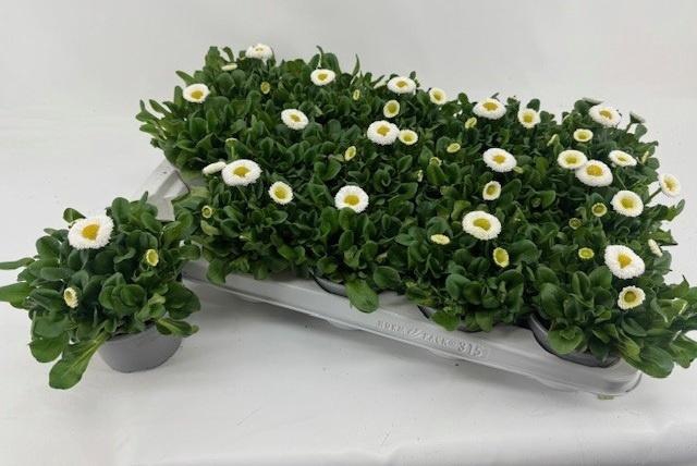 <h4>BELLIS P KL RU WHITE</h4>