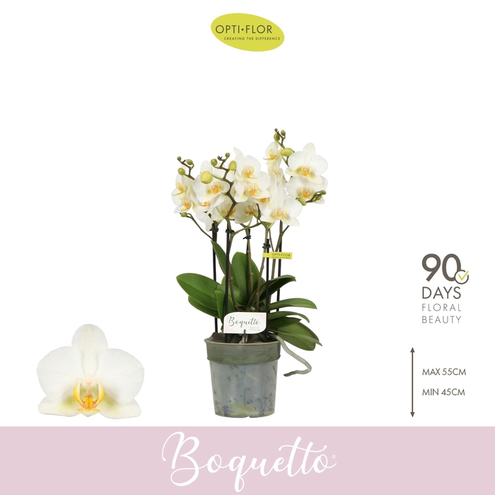 <h4>PHAL OPTI BOQUETTO BEAUTY 3-5 SPIKE</h4>