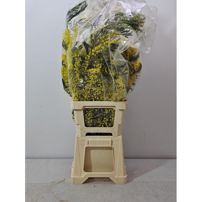 <h4>ACACIA MIRANDOL BS</h4>