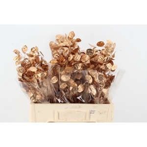 DF Lunaria Bs Copper