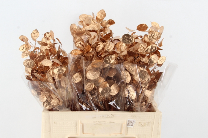 <h4>DF Lunaria Bs Copper</h4>