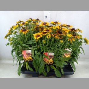 Rudbeckia   ...