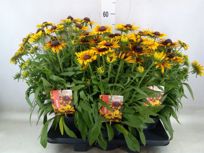 <h4>Rudbeckia   ...</h4>
