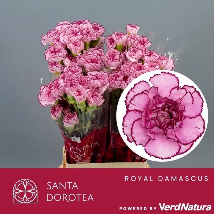 <h4>DI ST ROYAL DAMASCUS</h4>