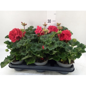 Pelargonium zona.   ...F1