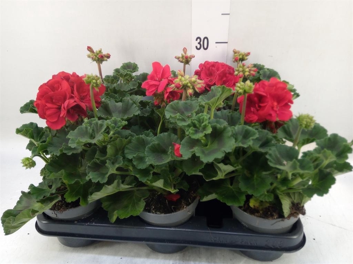 <h4>Pelargonium zona.   ...F1</h4>