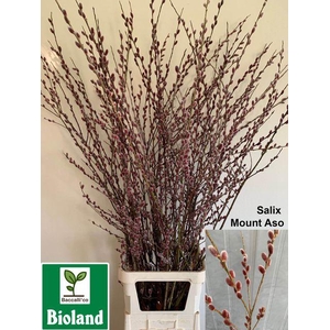 SALIX CH RED PASSION XL