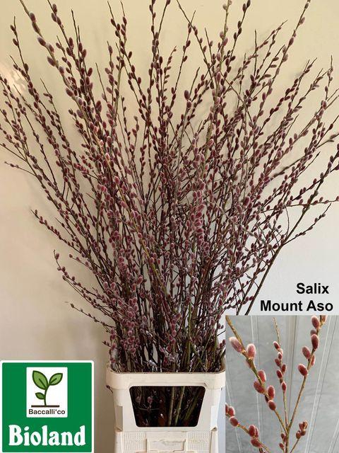 <h4>SALIX CH RED PASSION XL</h4>