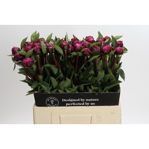 Paeonia Red Sarah Bernhardt