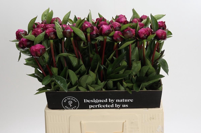 <h4>Paeonia Red Sarah Bernhardt</h4>