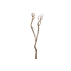 Syringa Branch Extra Kremenliev
