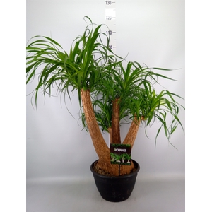 Beaucarnea recurvata