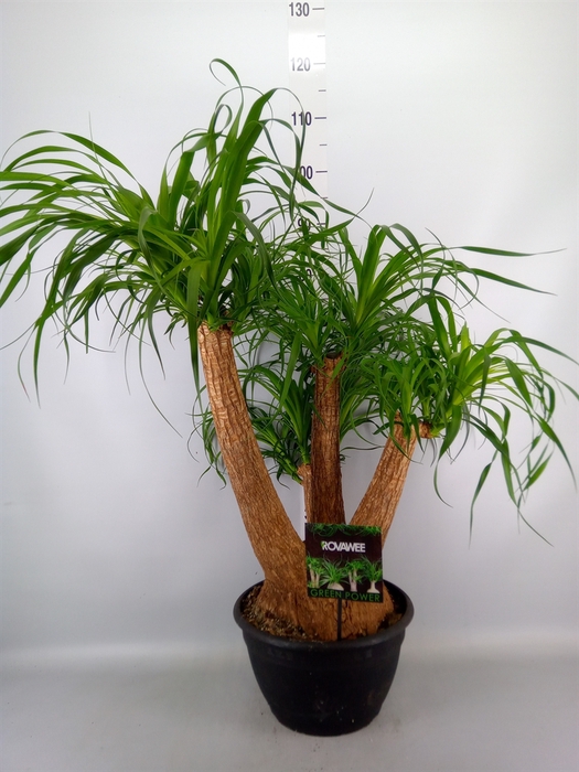 <h4>Beaucarnea recurvata</h4>