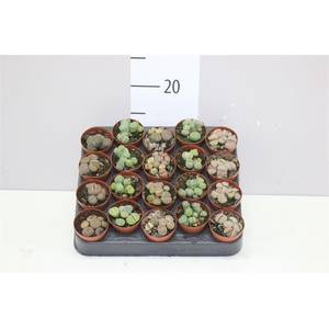 Lithops Mix
