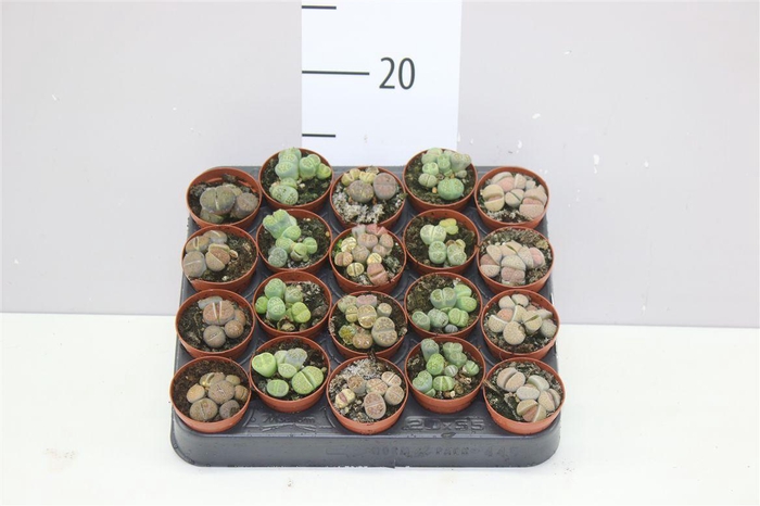 <h4>Lithops Mix</h4>