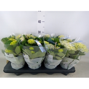 Hydrangea mac. 'Magical Revolution'