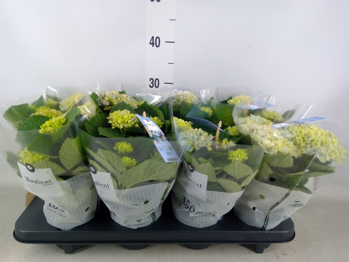 <h4>Hydrangea mac. 'Magical Revolution'</h4>