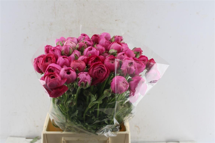 <h4>Ran Thom Bonbon</h4>