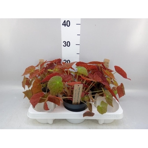 Begonia BD   ...