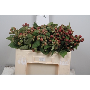 Rubus Fr Chester