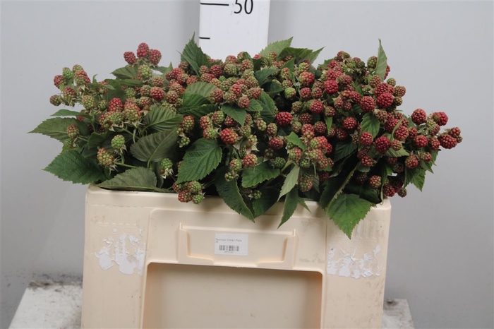 <h4>Rubus Fr Chester</h4>