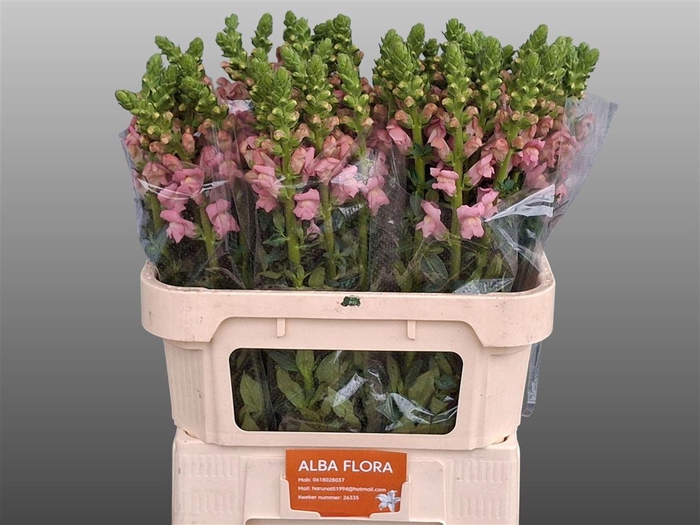 <h4>Antir Avignon Pink</h4>